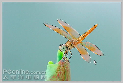 Photoshop CS3教程：蜻蜓落荷花动画